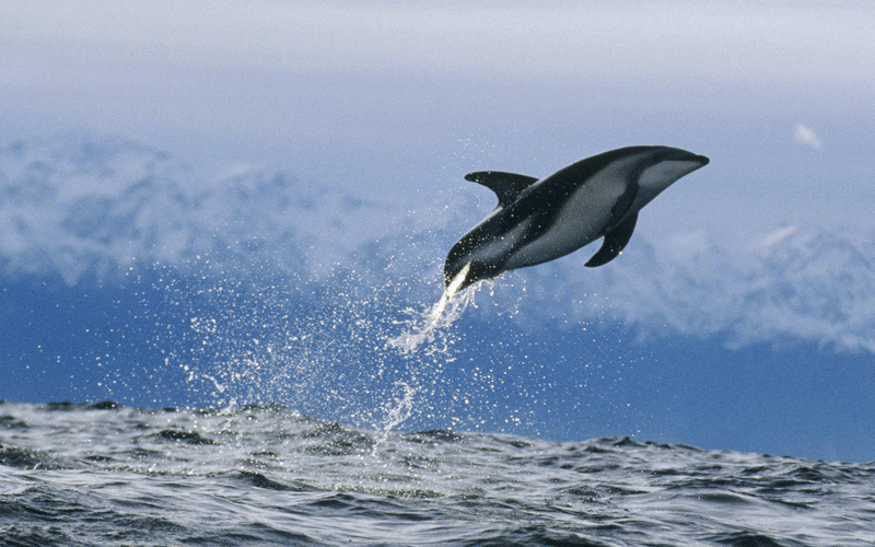 Dolphin in New-Zealand